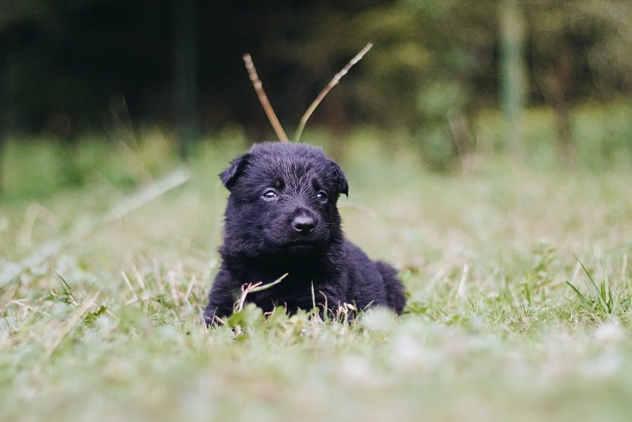 pup vlooien
