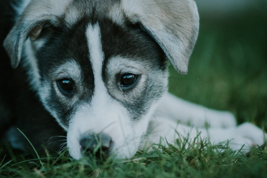 puppy met vlooien