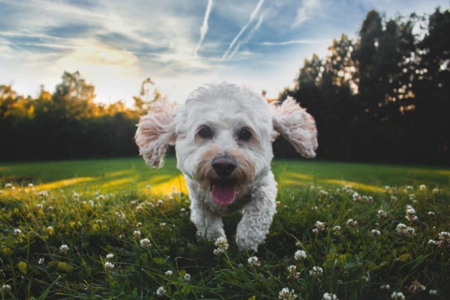 beste middel tegen vlooien en teken bij honden 2020