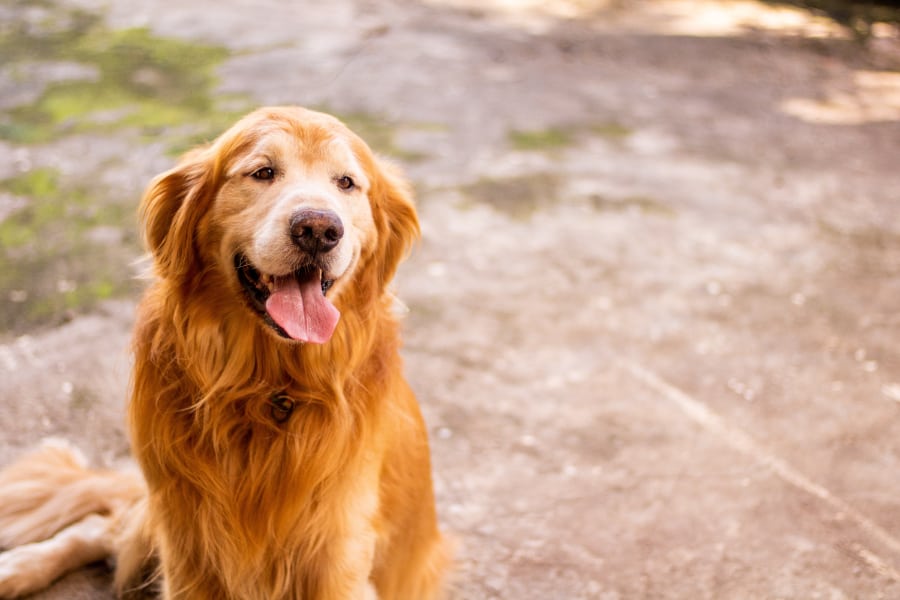 hondenbench pup